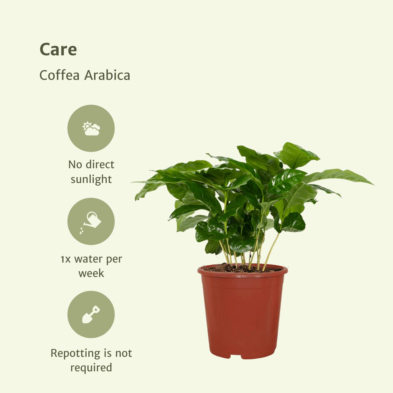 2x Coffea Arabica - Kaffeepflanze - Ø12cm - ↨25cm