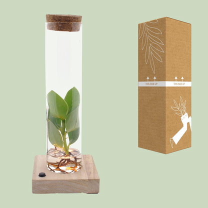 Clusia - Autographenbaum -im Glas mit LED - Ø5cm - ↨10cm