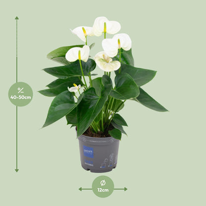 Anthurium White - ↨43cm - Ø12cm