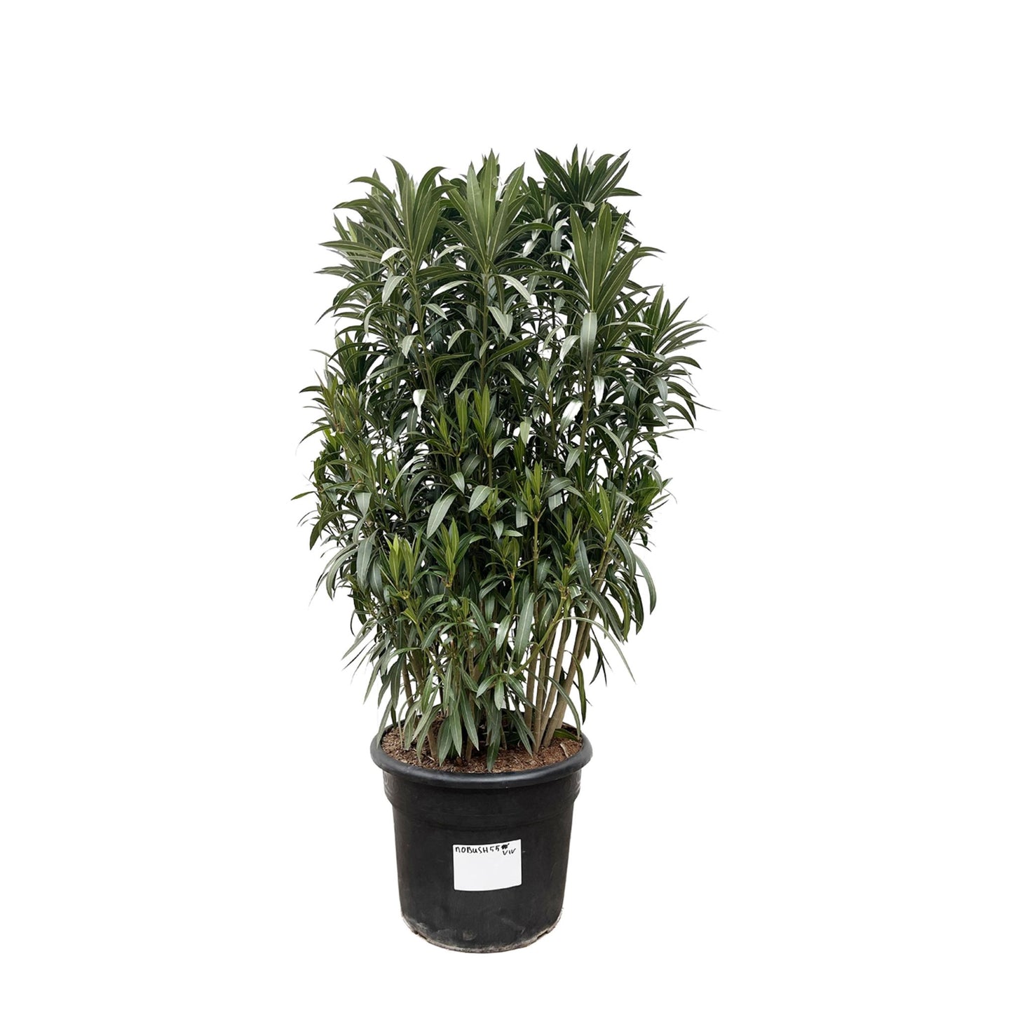 Nerium Oleander Strauch - ↨190cm- Ø55cm