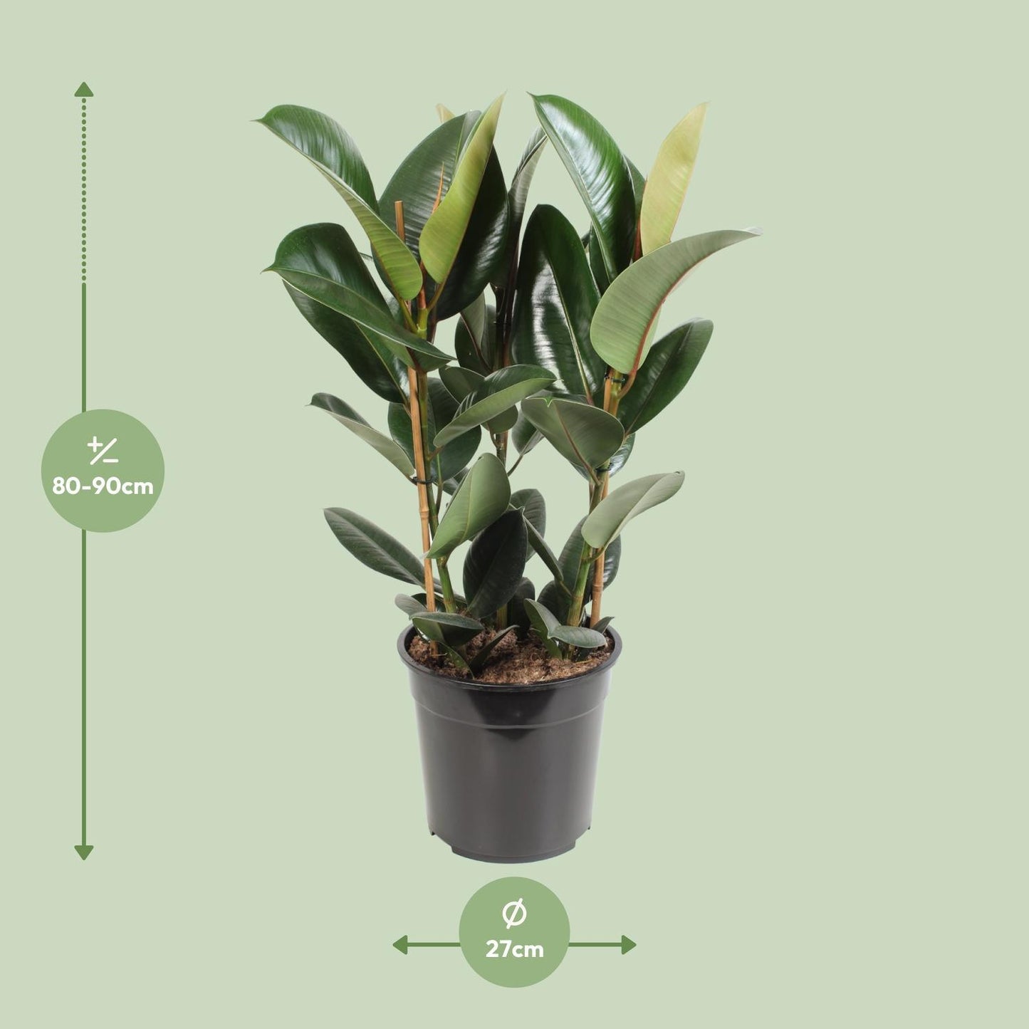 Ficus Elastica Robusta - Gummibaum - Ø27cm - ↨85cm