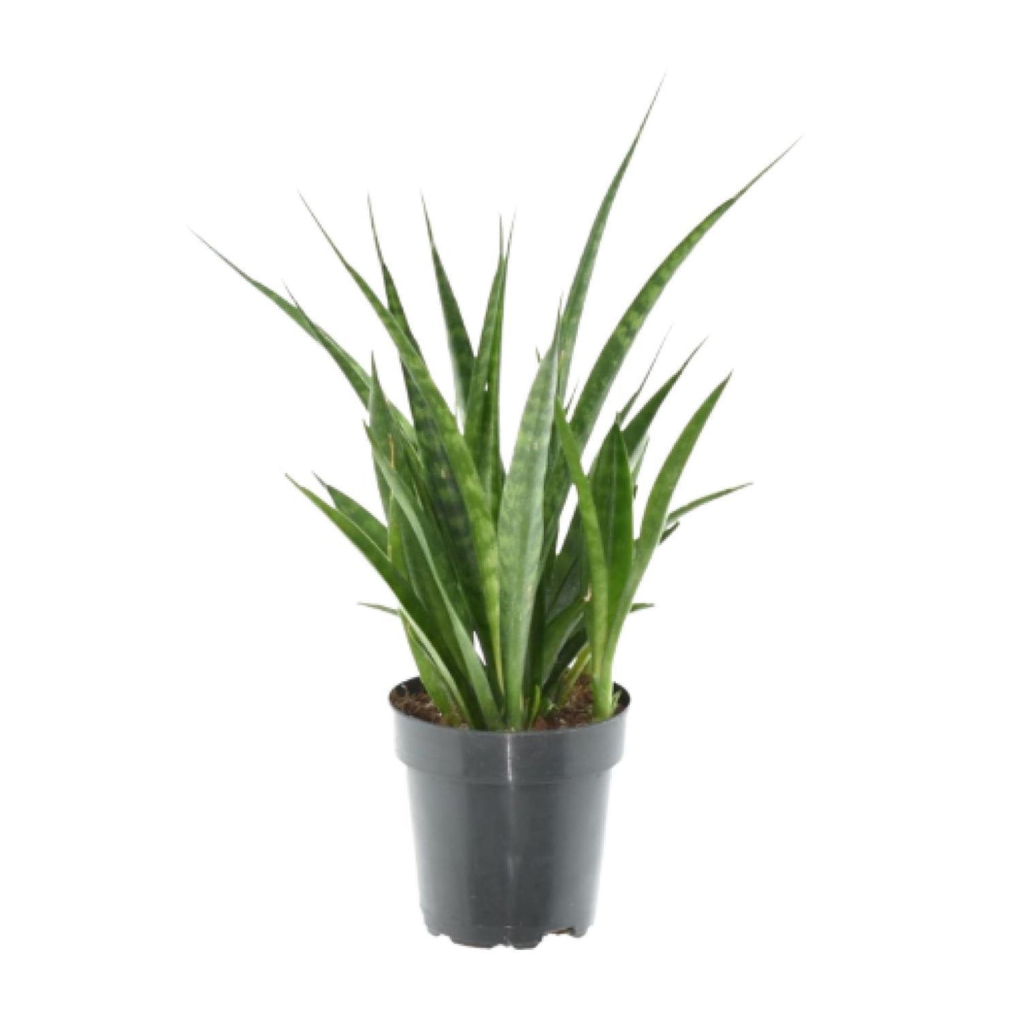 3x Sansevieria Kirkii - ↨38cm - Ø12cm