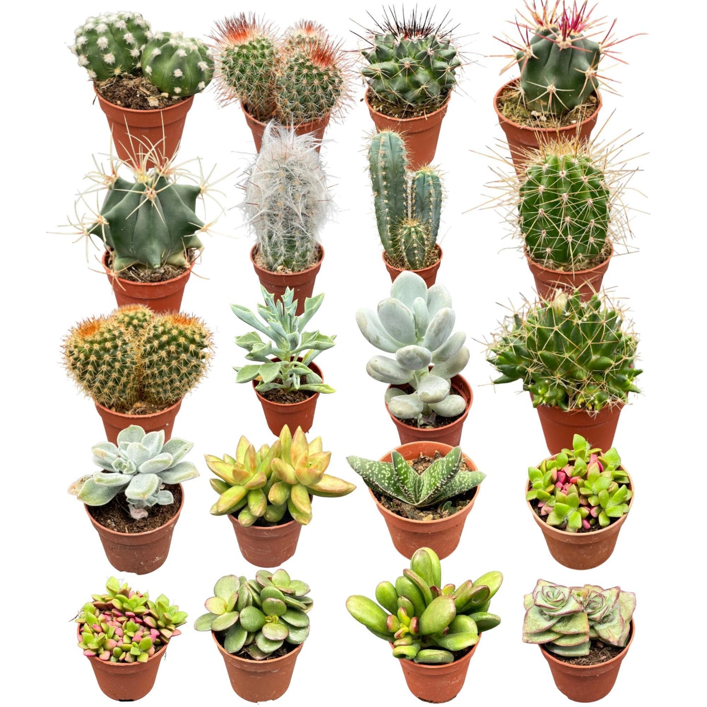 40 Stück - Der Cactus- und Sukkulenten-Mix - 5.5cmØ- ↨5-10cm