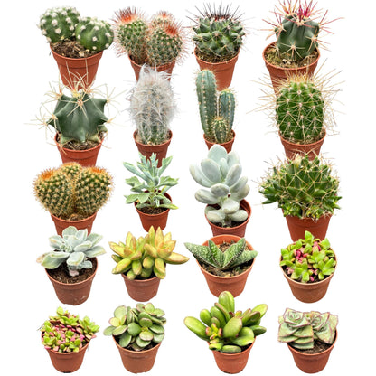 40 Stück - Der Cactus- und Sukkulenten-Mix - 5.5cmØ- ↨5-10cm