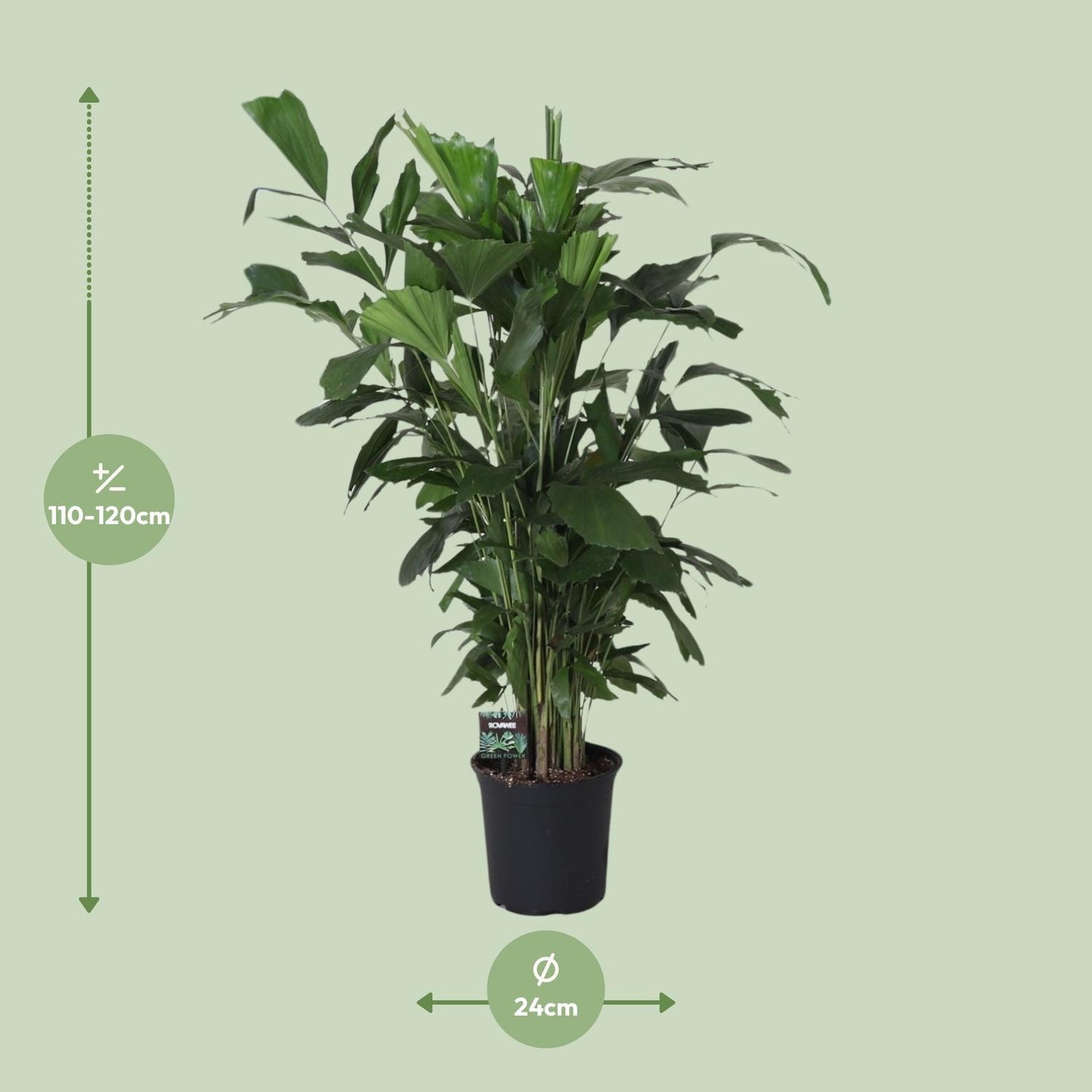 Caryota Mitis - Fischschwanzpalme-  Ø24cm - ↨120cm