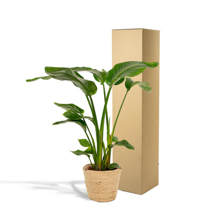 Strelitzia Nicolai - Ø19cm - ↨90cm + Korb Selin