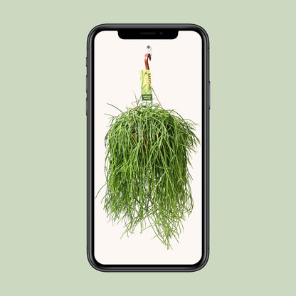 Rhipsalis Baccifera Shaferi - Ø21cm ↨60cm