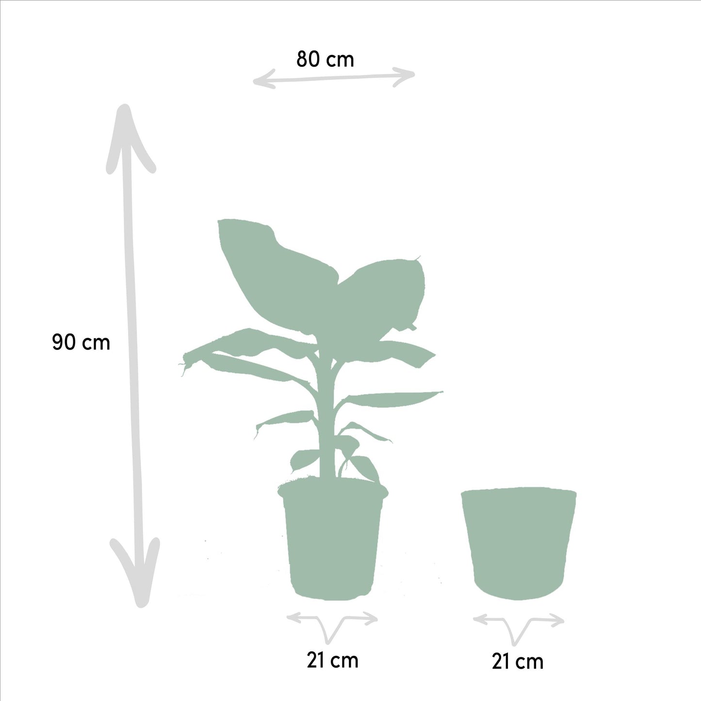 Musa Dwarf Cavendish - Bananenpflanze - Ø21cm - ↨90cm + Korb Selin