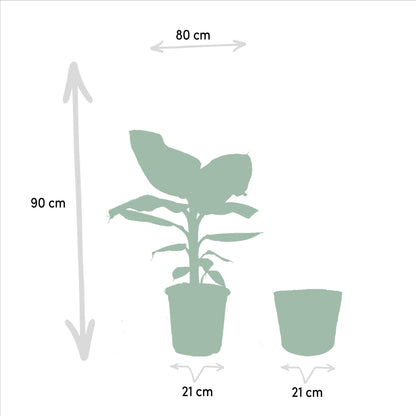 Musa Dwarf Cavendish - Bananenpflanze - Ø21cm - ↨90cm + Korb Selin