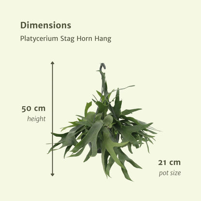 Platycerium Hertshoorn - Ø21cm - ↨50cm