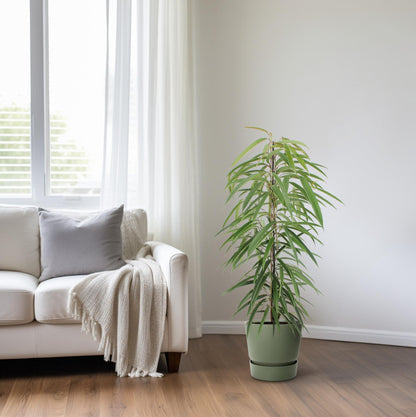 Ficus Binnendijkii Alii - Schmalblättrige Birkenfeige - ↨80cm - Ø21cm