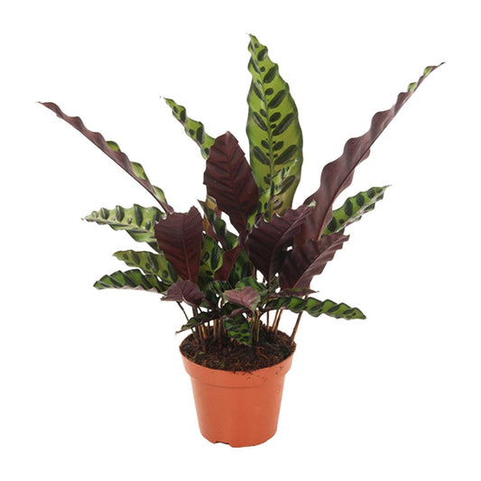 Calathea Insignis - Ø12cm - ↨50cm