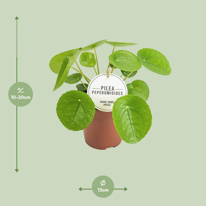 Pilea Peperomioides - Ø13cm - ↨20cm