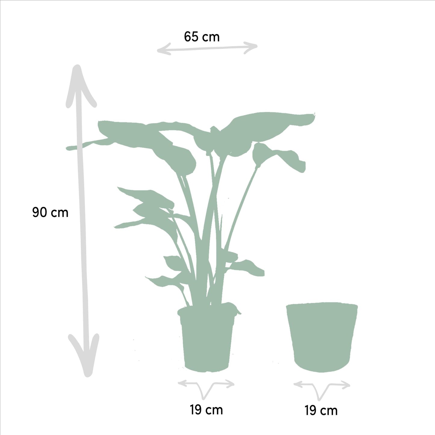 Monstera Deliciosa - Ø21cm - ↨75cm + Alocasia Zebrina - Ø19cm - ↨75cm + Strelitzia Nicolai - Ø19cm - ↨85cm + Korb Selin