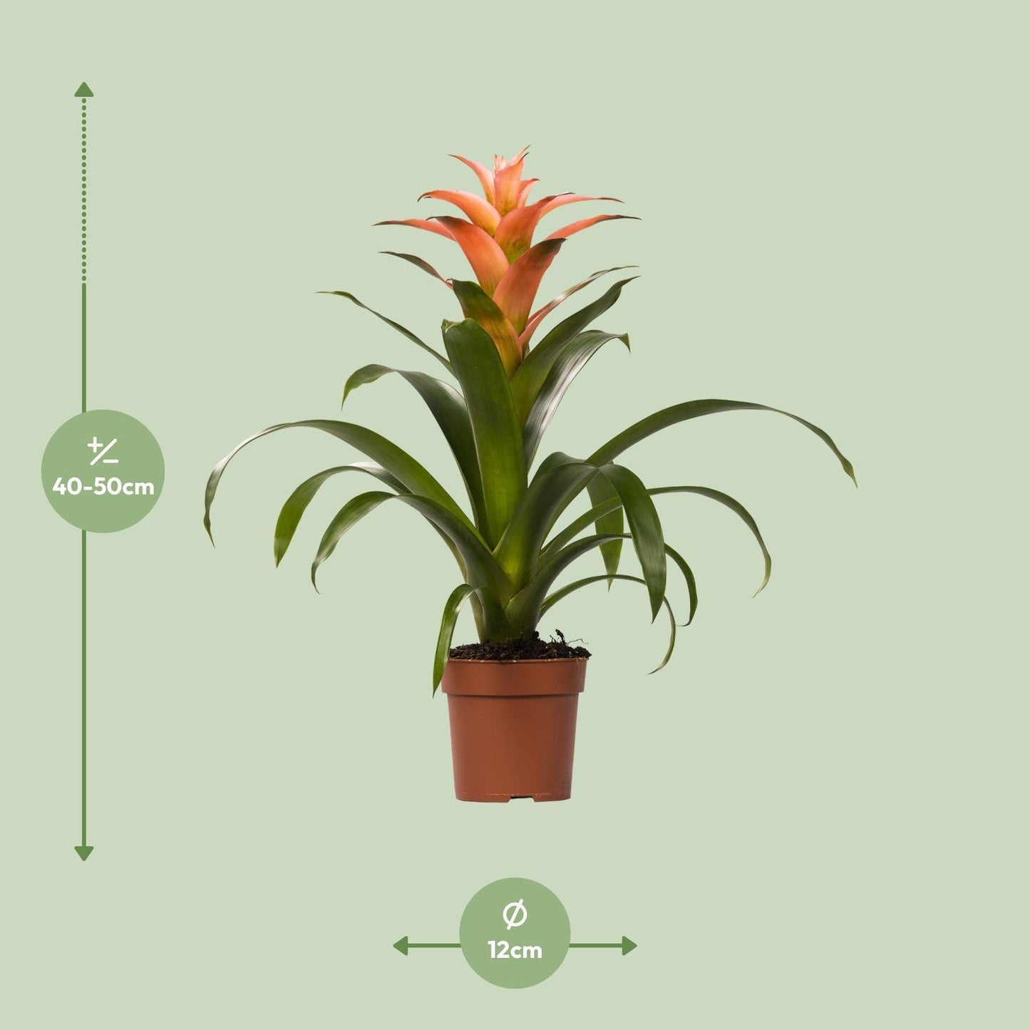 Guzmania Melissa - Ø12cm - ↨45cm