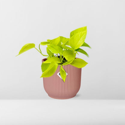 Epipremnum Pinnatum ‘Golden Pothos’ - 10cm-20cm in ELHO Vibes Fold Topf 14cm rosa