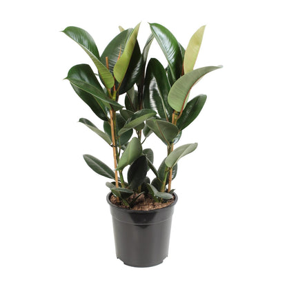 Ficus Elastica Robusta - Gummibaum - Ø27cm - ↨85cm