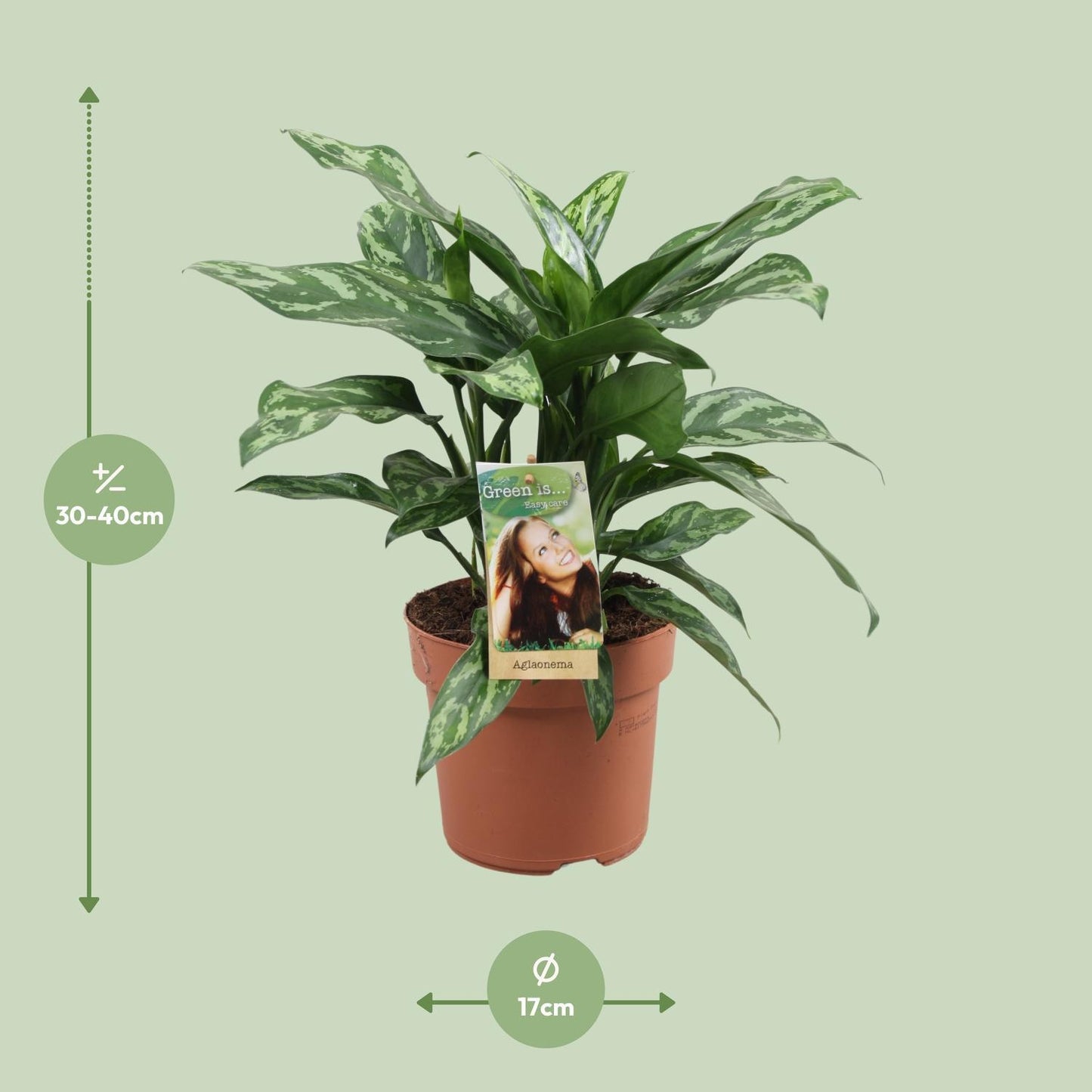 Aglaonema Maria - ↨40cm - Ø17cm