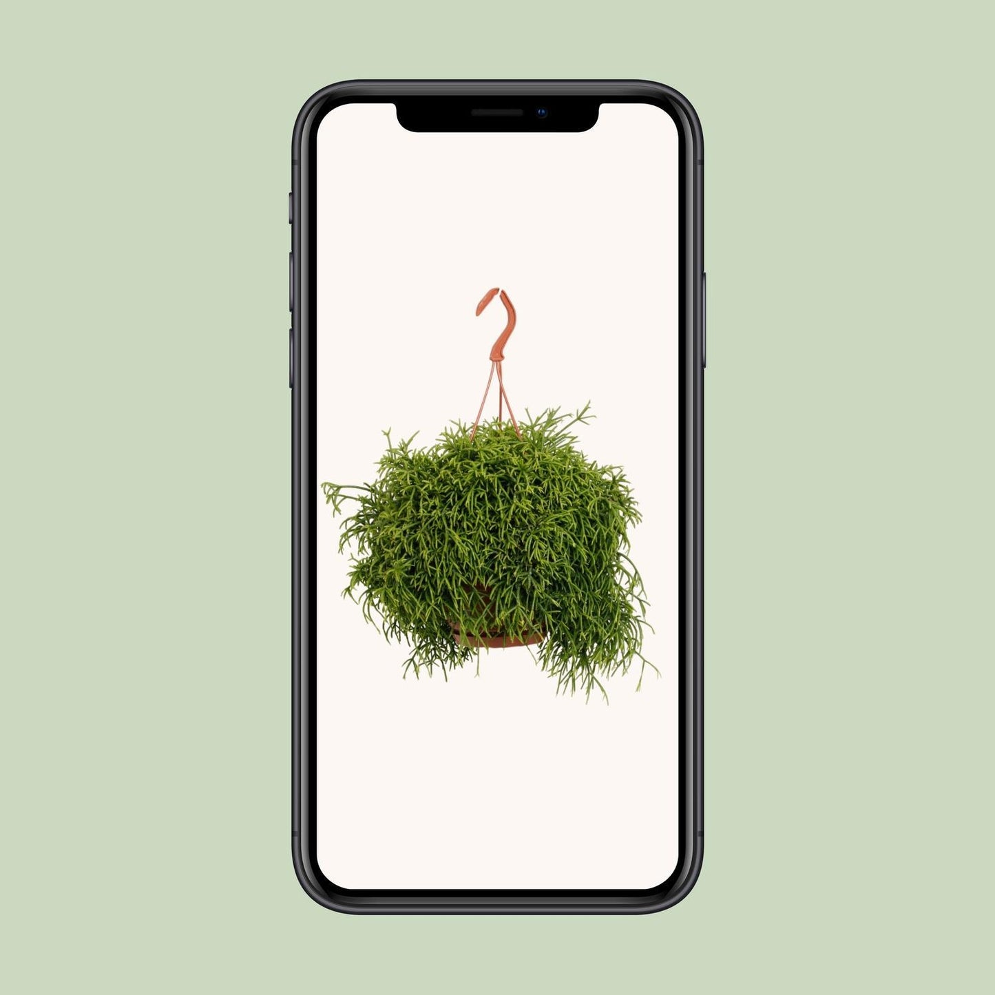 Rhipsalis Heteroclada - Ø21cm - ↨45cm