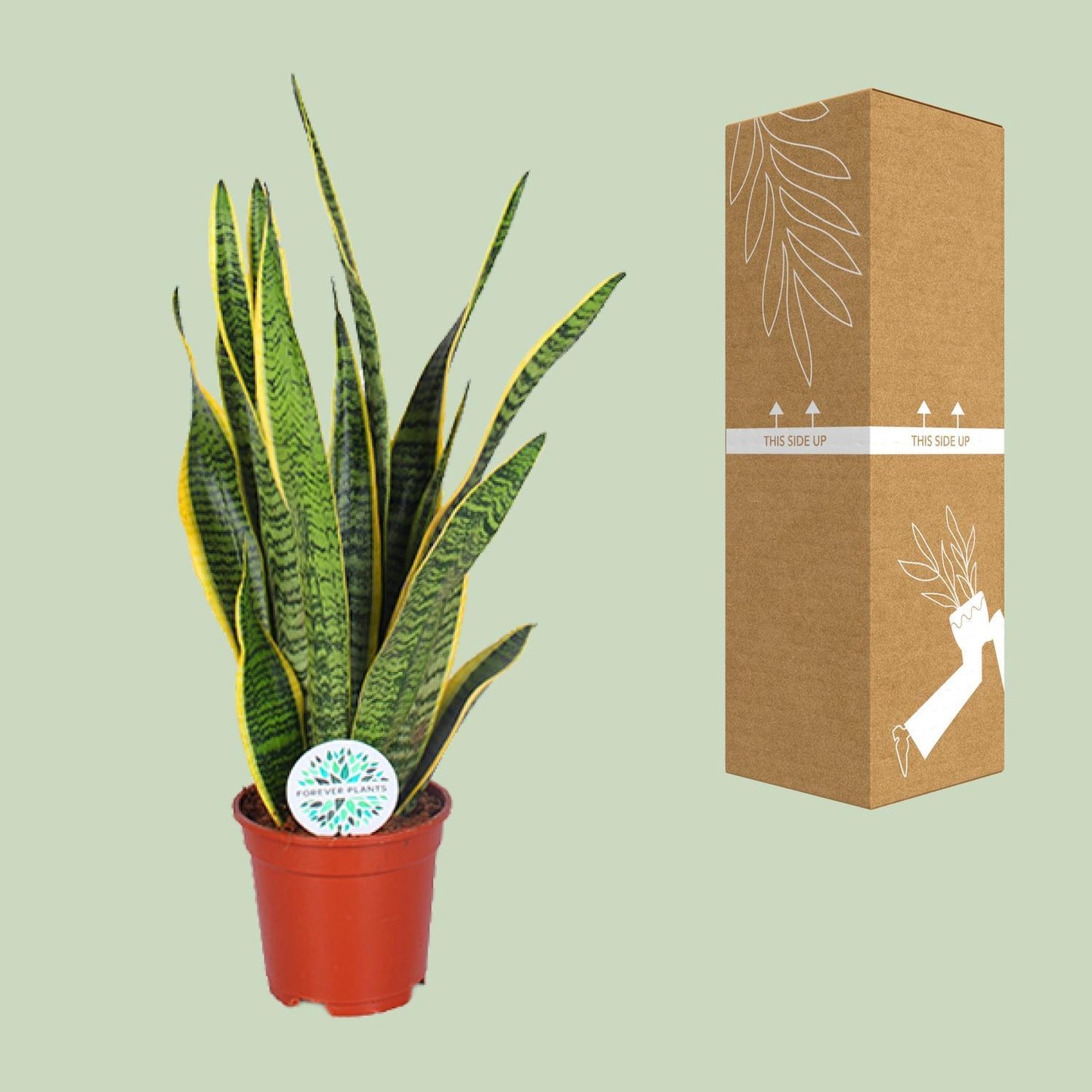 Sansevieria Trifasciata Laurentii - Ø17cm - ↨60cm