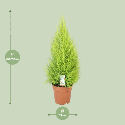 Cupressus Goldcrest Wilma - Zedernbaum - Ø21cm - ↨90cm