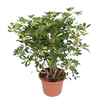 Schefflera Gold Capella verzweigt - ↨130 cm - Ø40cm