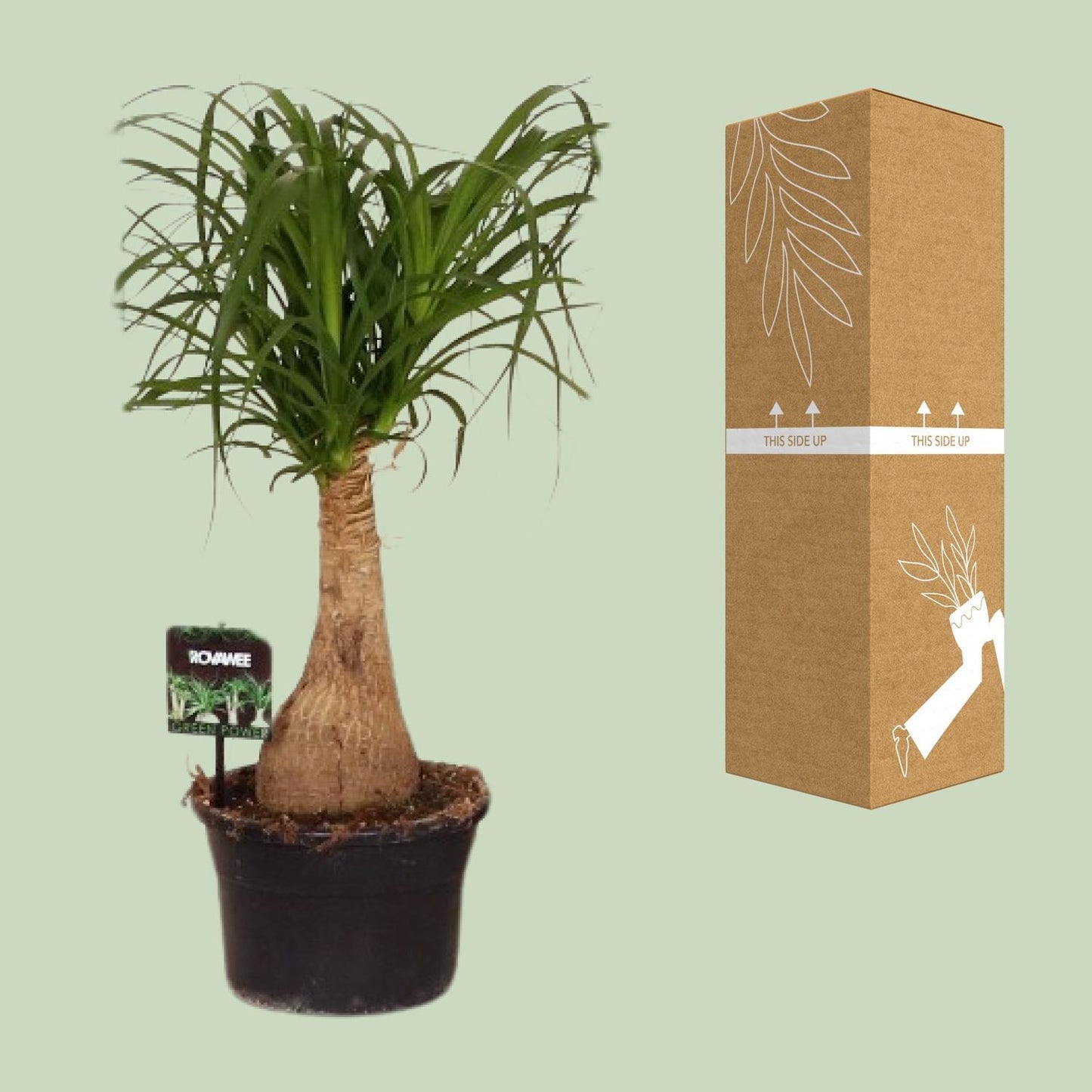 Beaucarnea Nolina - Elefantenfuß - ↨60cm - Ø19cm