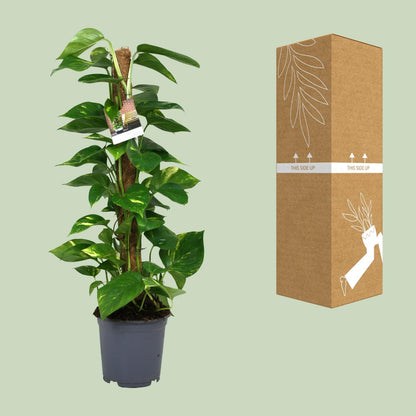 Scindapsus Epipremnum - Ø19cm - ↨80cm