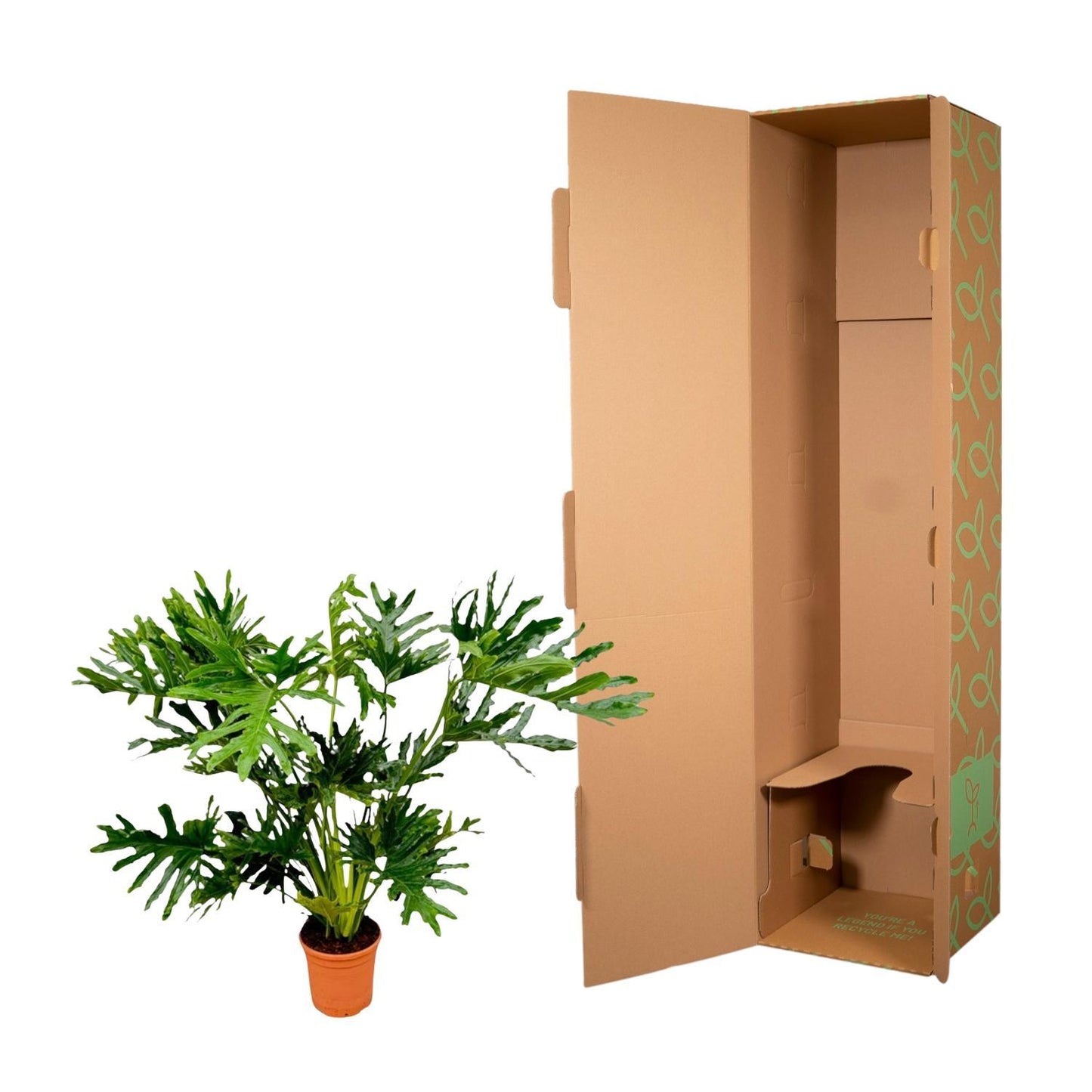 Philodendron Selloum - ↨150cm - Ø30cm