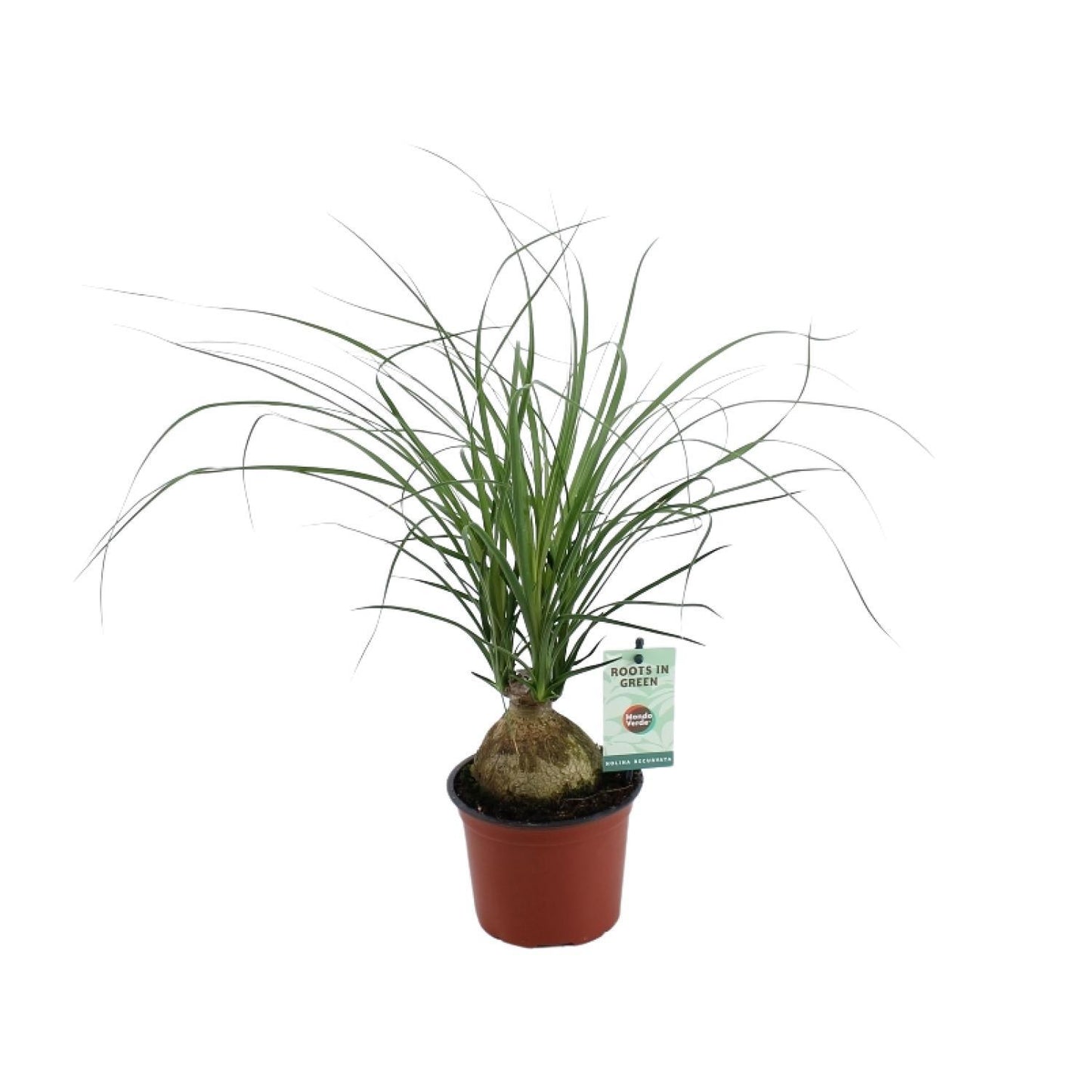 Beaucarnea Nolina Recurvata - Elefantenfuß - Ø12cm - ↨45cm