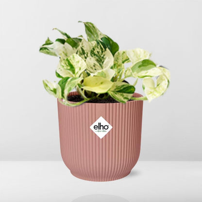 Epipremnum Happy Leaf - 10cm-20cm in ELHO Vibes Fold Topf 14cm rosa