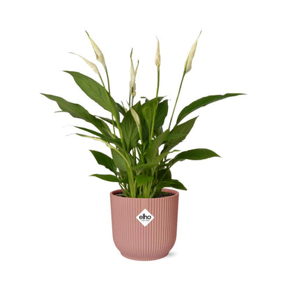 Spathiphyllum Torelli - 30cm-40cm - in ELHO Vibes Fold Topf 14cm rosa