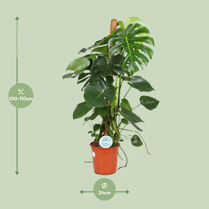 Monstera Deliciosa - Ø24cm - ↨105cm