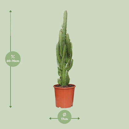 Euphorbia Trigona - Dreikantige Wolfsmilch - Ø17cm - ↨70cm