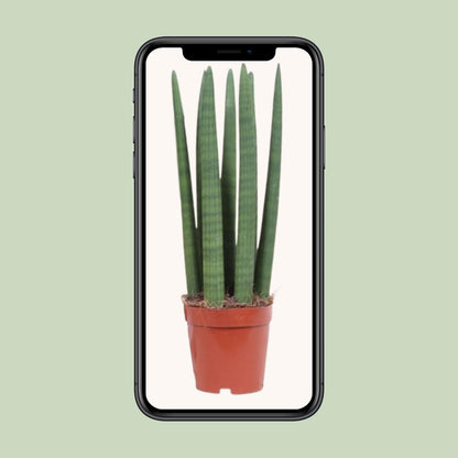 Sansevieria Straight - Ø12cm - ↨40cm