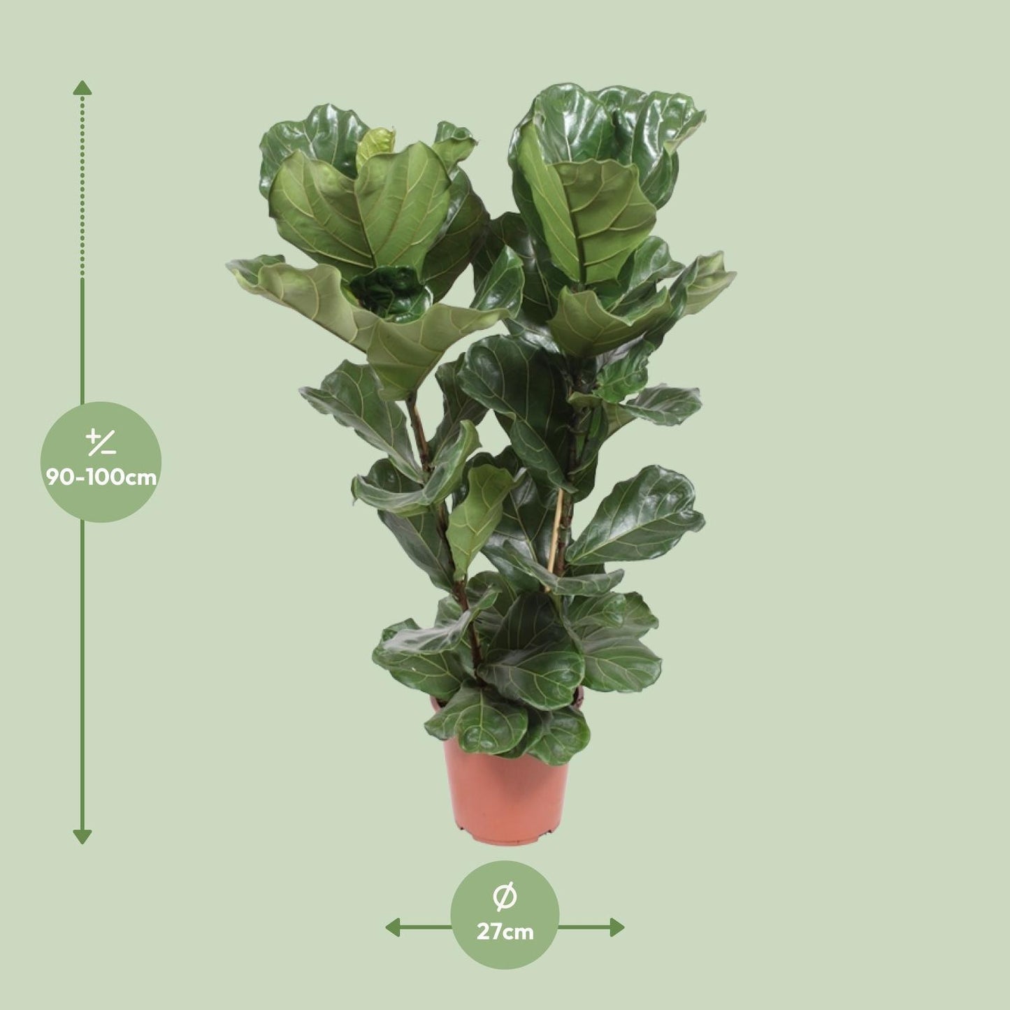 Ficus Lyrata - Geigenbaum - Ø27cm - ↨100cm