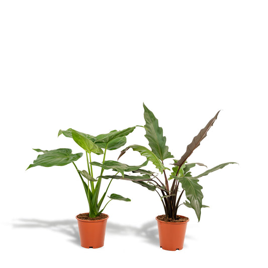 Alocasia Cucullata -↨60cm - Ø19cm  + Alocasia Lauterbachiana -↨75cm - Ø19cm