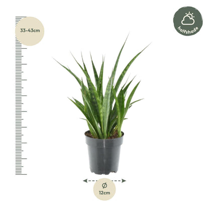 3x Sansevieria Kirkii - ↨38cm - Ø12cm