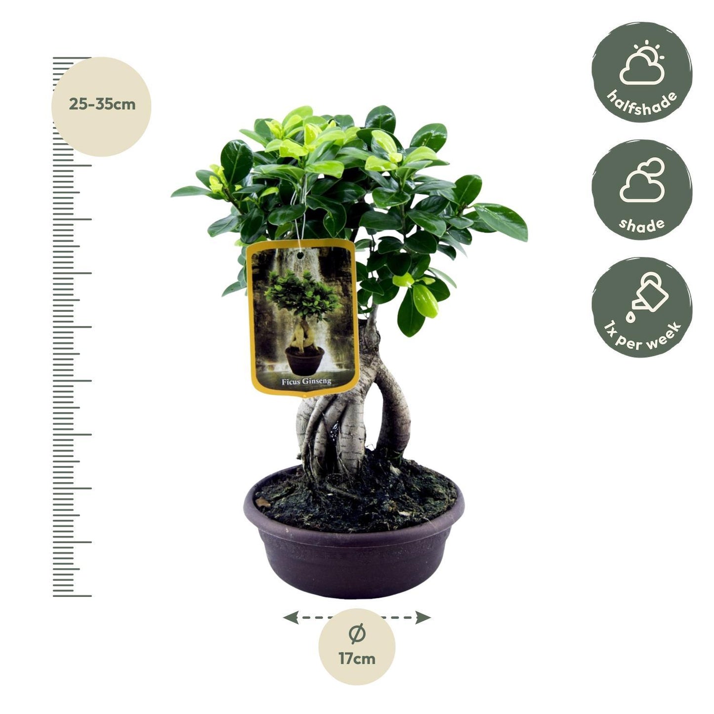 Ficus Ginseng - Chinesische Feige - ↨30cm - Ø17cm