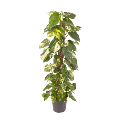 Epipremnum Pinnatum - Ø24cm - ↨120cm