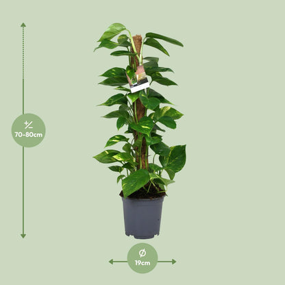 Scindapsus Epipremnum - Ø19cm - ↨80cm