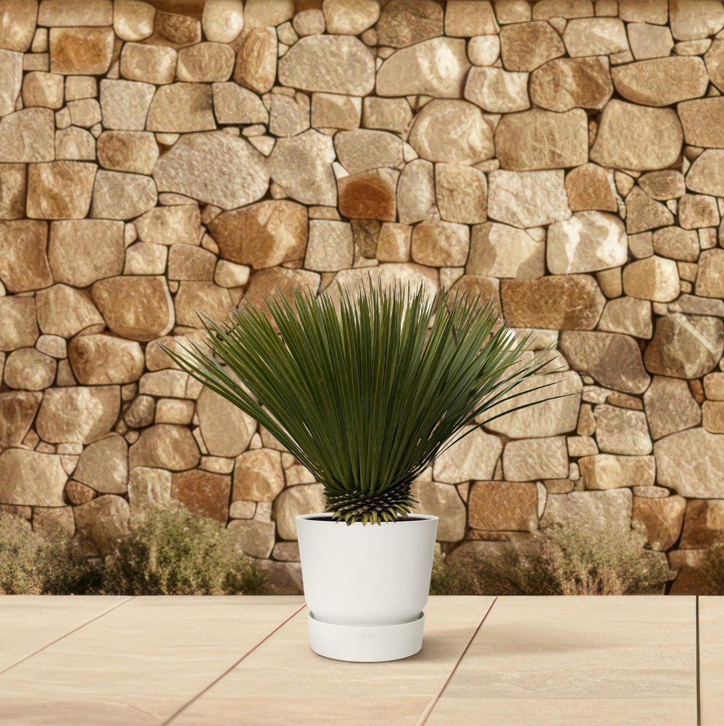 Yucca Rostrata - ↨80cm- Ø27cm