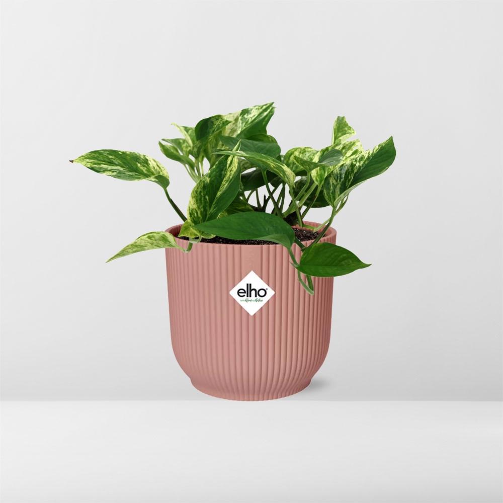 Scindapsus (Epipremnum) Marble Queen - 10cm - 20cm - in ELHO Vibes Fold Topf 14cm rosa