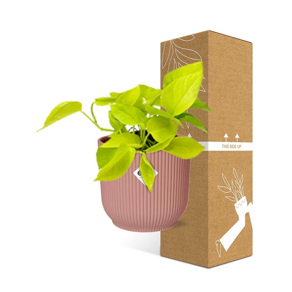 Epipremnum Pinnatum ‘Golden Pothos’ - 10cm-20cm in ELHO Vibes Fold Topf 14cm rosa