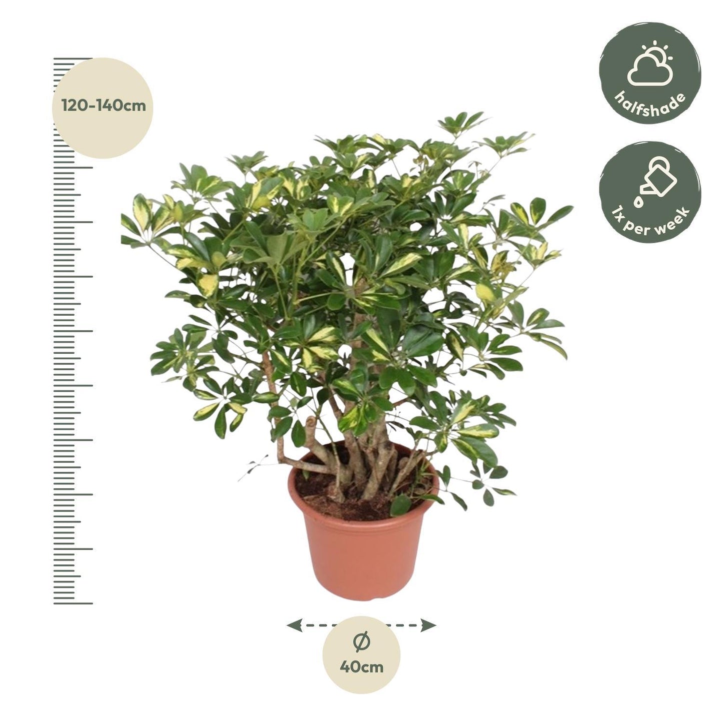 Schefflera Gold Capella verzweigt - ↨130 cm - Ø40cm