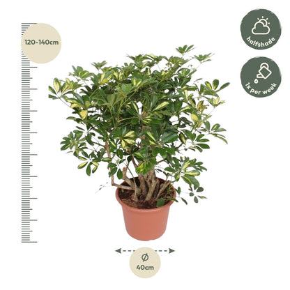 Schefflera Gold Capella verzweigt - ↨130 cm - Ø40cm