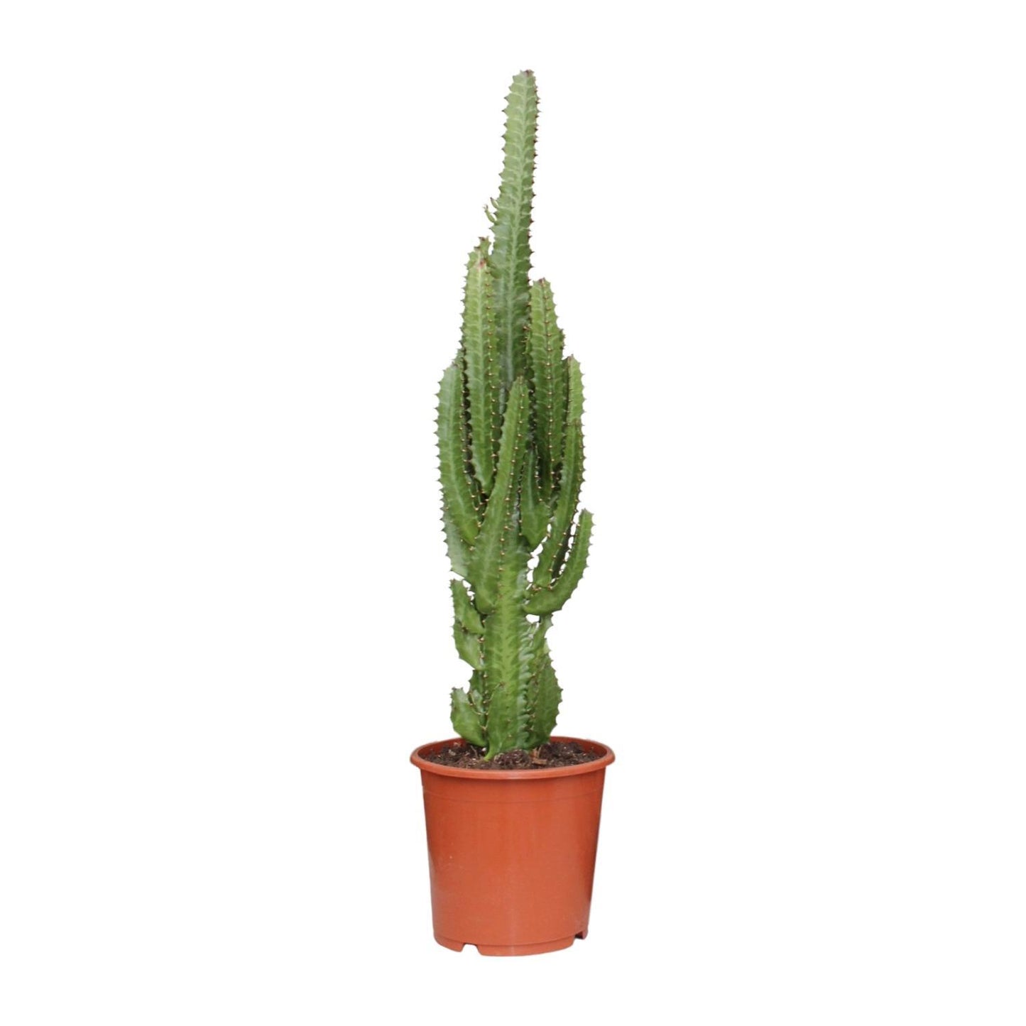 Euphorbia Trigona - Dreikantige Wolfsmilch - Ø17cm - ↨70cm