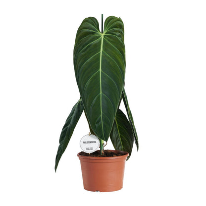 Philodendron Melanochrysum - Ø21cm - ↨75cm