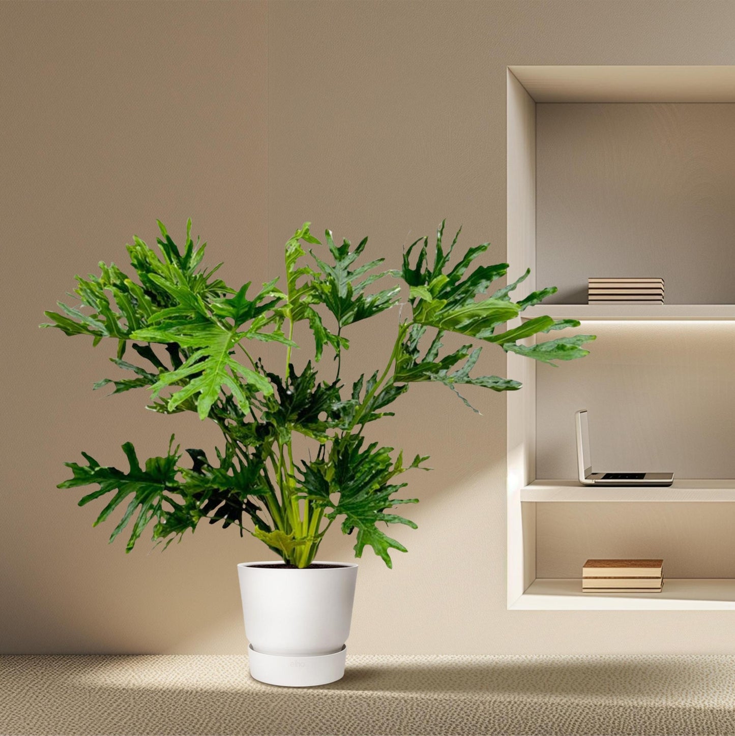 Philodendron Selloum - ↨150cm - Ø30cm