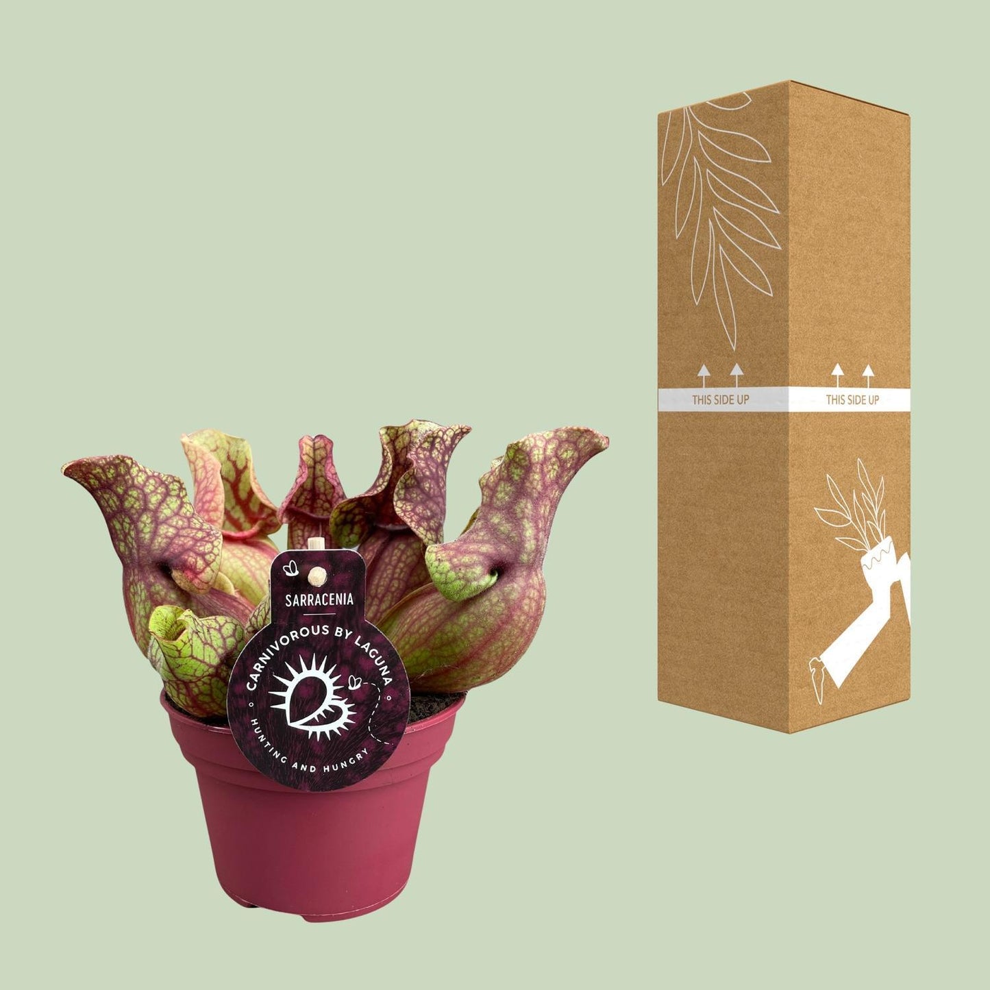 Sarracenia Venosa - Ø12cm - ↨20cm